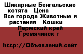 Шикарные Бенгальские котята › Цена ­ 25 000 - Все города Животные и растения » Кошки   . Пермский край,Гремячинск г.